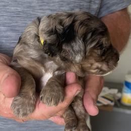 Casino - Merle female Sheepadoodle puppy in Buford, Georgia from Guppy Puppies