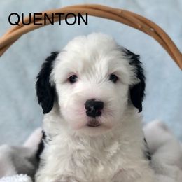 QUENTON - Blue gray and white male Old English Sheepdog puppy in Baltimore, Maryland from Misty Blue’s Old English Sheepdogs
