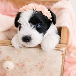 Charlie - Parti female Miniature Schnauzer puppy in Winter Haven, Florida from The Blue Eyed Schnauzer