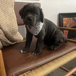 Teeter - Gray female Cane Corso puppy in Utah from 3Lake Kennelz
