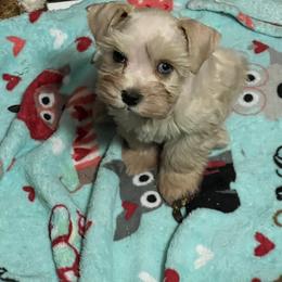 Miniature Schnauzer Puppies from Chiquiticos Shnauzers