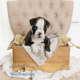 Miss Turquoise - Brindle female Boxer puppy in Learned, Mississippi from Hawk Creek Boxers