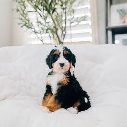 Funny Girl - Tri-color female Bernedoodle puppy in Murray, Utah from Sun Valley Doodles