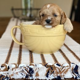 Female 2 (apricot with white hash) - Apricot female Cavapoo puppy in Coal City, Indiana from Wednesday & Co