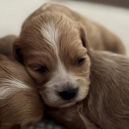 Girl 2 - female Cockapoo puppy in Waco, Texas from Cedar Ranch