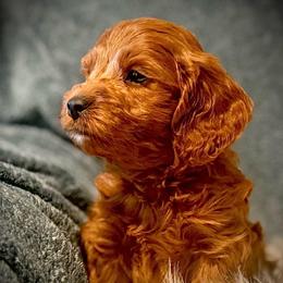 Liam - Red male Cavapoo puppy in North Branch, Minnesota from Rosie’s Pups MN