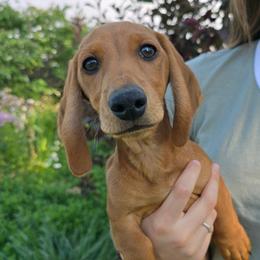 Conrad - Sable male Dachshund puppy in Tri Cities, Washington from Hot Diggity Doxens