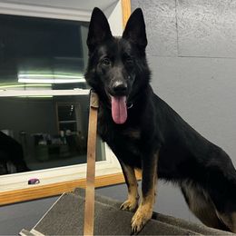 Tina - German Shepherd