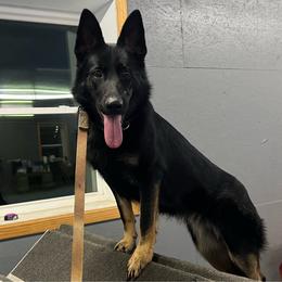 Tina - German Shepherd