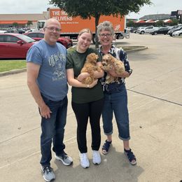 Maltipoo Puppies from Eleven:11 Kennels
