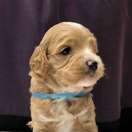 Australian Labradoodle Puppies from Hillcrest Doodles