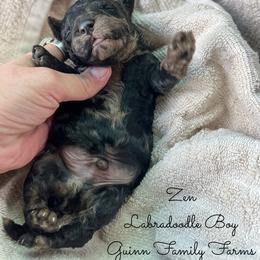Zen - Merle male Labradoodle puppy in Grove, Oklahoma from Guinn Family Farms