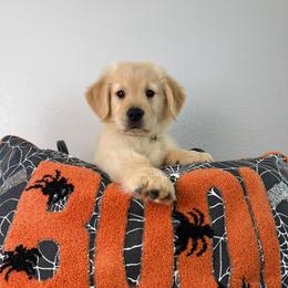 Ms White - Golden female Golden Retriever puppy in Moapa, Nevada from Little Bitta Luck Farms