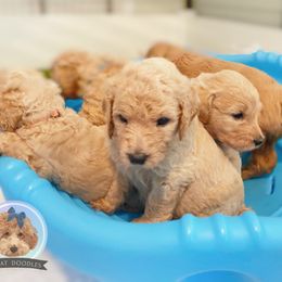 Goldendoodle and Poodle Puppies from Poodlely