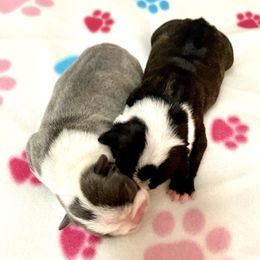 Girl 1 - Boston Terrier puppy in George West, Texas from Duke of Earl’s Boston Terriers