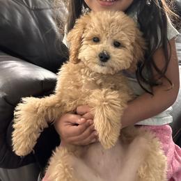 Phoebe - Poodle