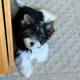 Ruby's little Max - Black tan and white male Biewer Terrier puppy in Lebanon, Oregon from SD99Biewers