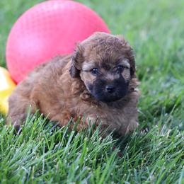 Maisey - Wheaten female Whoodle puppy in West Bend, Iowa from Blue Skies Terriers