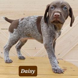 Daisy - Liver roan female German Shorthaired Pointer puppy in Elberta, Alabama from Old Orchard Farm