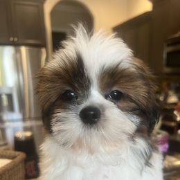 Shih Tzu Puppies from Shih Tzu Jewels of Cocoa