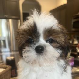 Shih Tzu Puppies from Shih Tzu Jewels of Cocoa