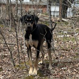 Willow - Great Dane
