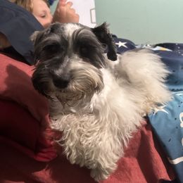 Sophie - Miniature Schnauzer