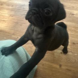Apollo - Black male Pug puppy in Indian Trail, North Carolina from Love Pugs