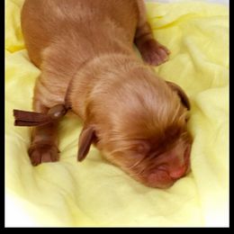 Boy 3 - Cavapoo puppy in Spokane, Washington from Treasured Cavaliers of the Pacific Northwest