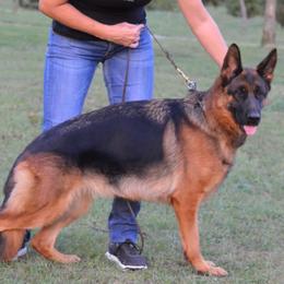 Sara - German Shepherd