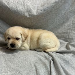 Pink - Yellow female Labrador Retriever puppy in Iowa City, Iowa from Country Road Acres