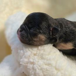 Fury - Black and tan female French Bulldog puppy in Hemlock, Michigan from A&D Frenchies
