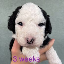 Purple - Black and white female Sheepadoodle puppy in Archer, Florida from Gainesville Sheepadoodles