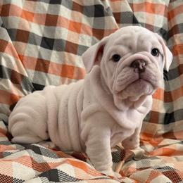 Pillsbury girl - Red brindle and white female Bulldog puppy in Granada Hills, California from Bliss Bulldogs