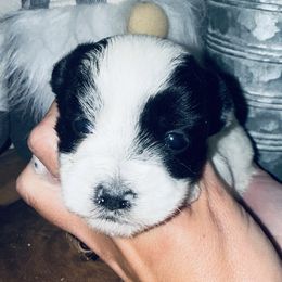 Jade - Piebald female Morkie puppy in Tampa Bay, Florida from Woodpecker Ridge Pups