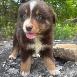 Kermit - Red tri male Miniature Australian Shepherd puppy in Berryville, Arkansas from 2Lazy2P Mini Aussies