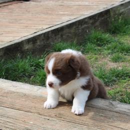 Australian Shepherd Puppies from Starlit Grove Australian Shepherds