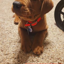 Labrador Retriever Puppies from Kilgore’s Labrador Retrievers