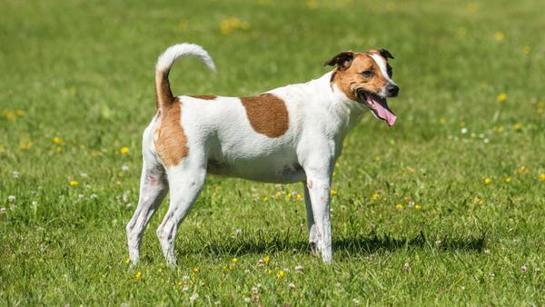Find Danish-Swedish Farmdog puppies for sale near Olympia, WA