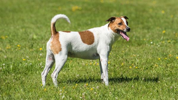 Find Danish-Swedish Farmdog puppies for sale near Spring Valley, NV