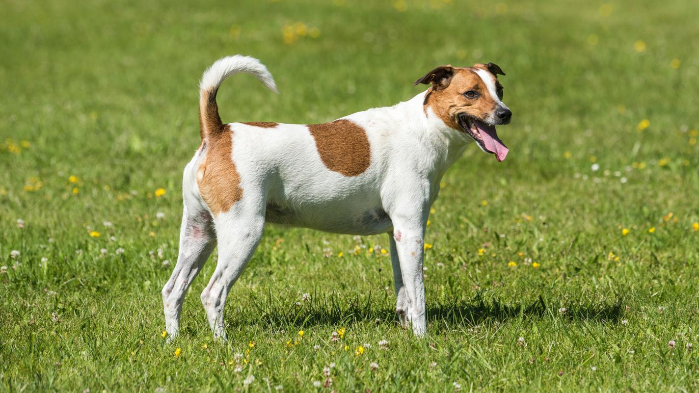 Danish-Swedish Farmdog