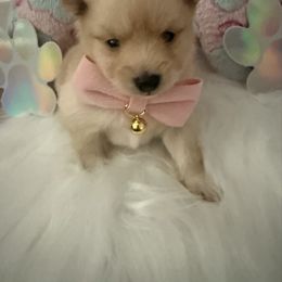 Girl 4 - Fawn female Companion Cross puppy in Covington, Louisiana from 🐾 Alexander’s Little Angels 🐾