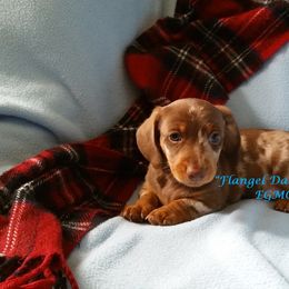 Dachshund Puppies from Flangel Dachshunds