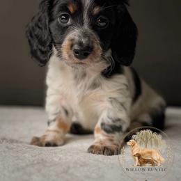 Marley - Piebald female Dachshund puppy in Lumber City, Georgia from Willow Run LLC