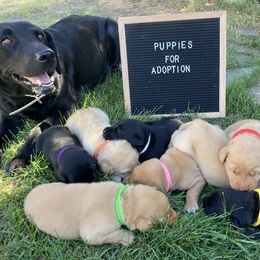 Labrador Retriever Puppies from Westbrook UK Labs
