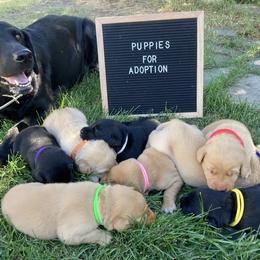 Labrador Retriever Puppies from Westbrook UK Labs