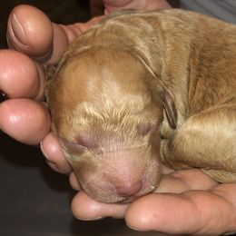 Golden Retriever and Goldendoodle Puppies from Penny Doodles