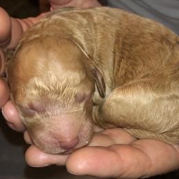 Golden Retriever and Goldendoodle Puppies from Penny Doodles