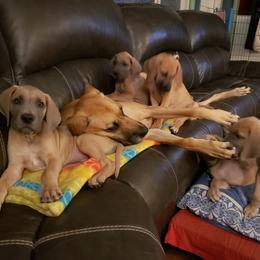 Great Danes from In The Ruff Great Danes