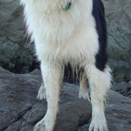 Australian Shepherds from Hurricane Australian Shepherds